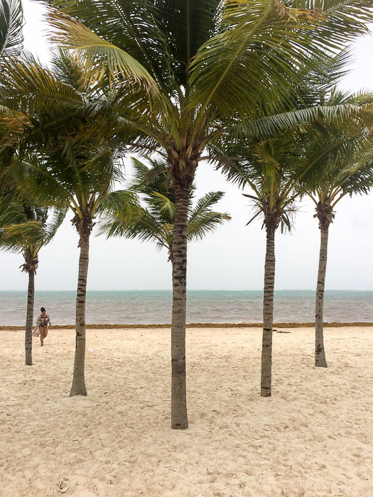 palm trees on beach in Cancun, Mexico