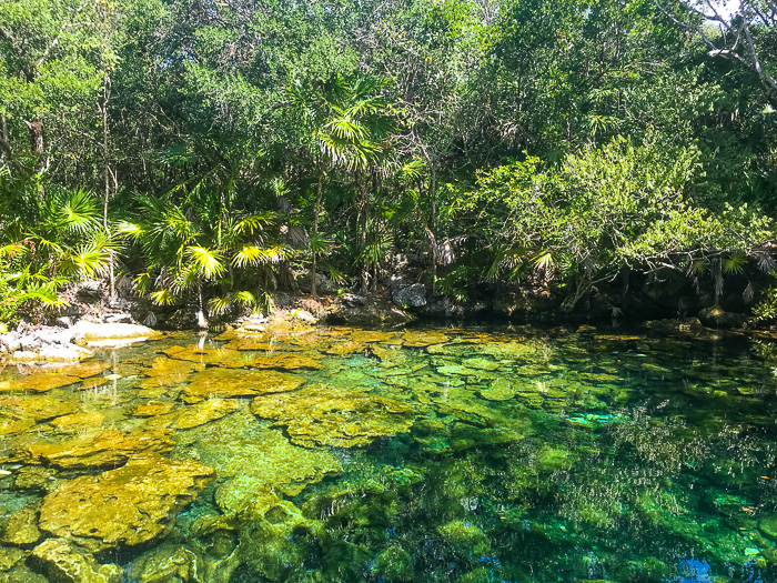 cenote Caleta Tankah Tulum.