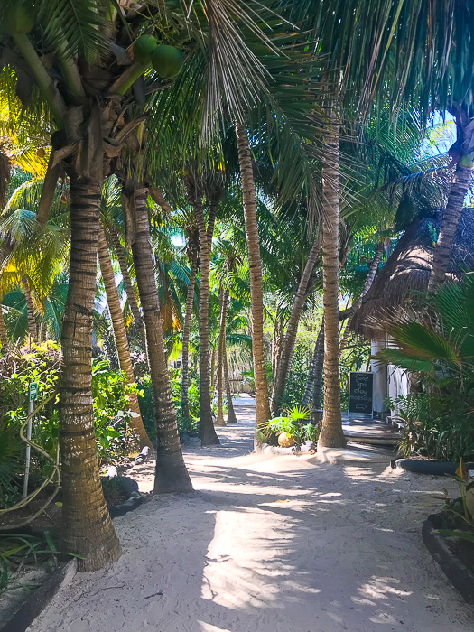 path to Coco Beach Club in Tulum.