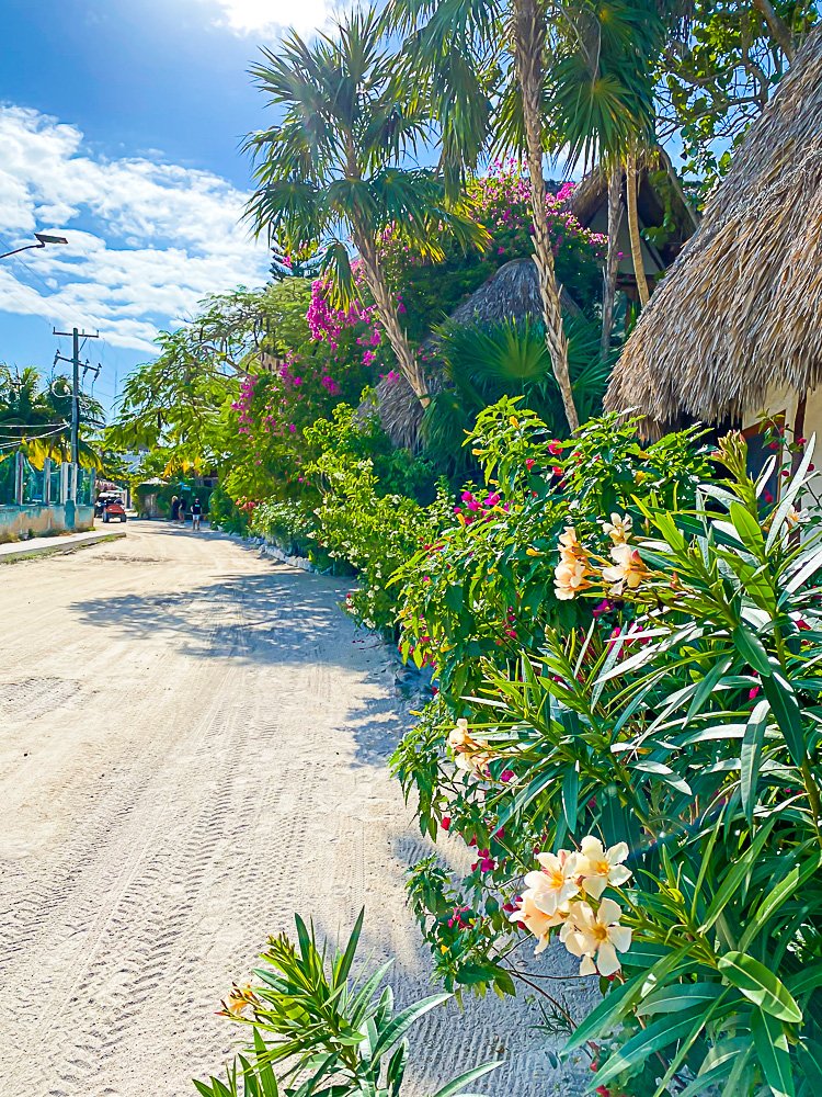 flowers along roadside