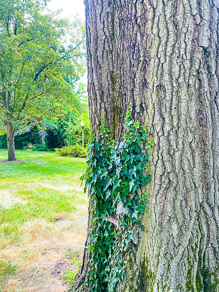 Ivy growing on side of tree trunk.