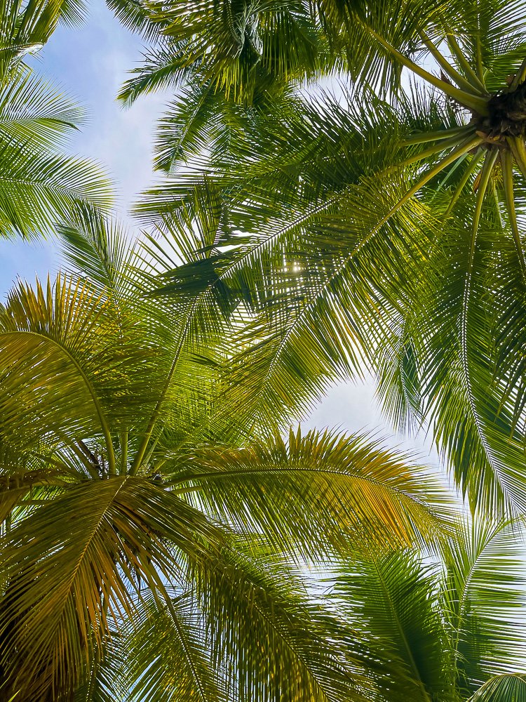 under shade of palm trees on Saona Island.