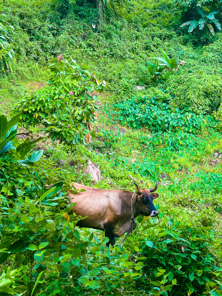 brown cow near Perdu Temps River in Dominica.