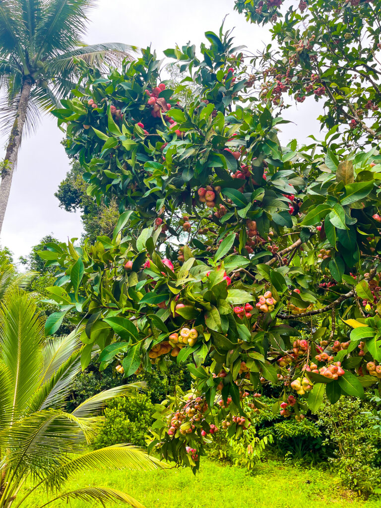 organic pommerac local apple tree growing on remote Dominican homestead.