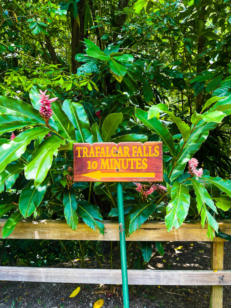 wooden engraved sign reading "Trafalgar Falls 10 minutes" surrounded by tropical plants with pink stalk flowers.