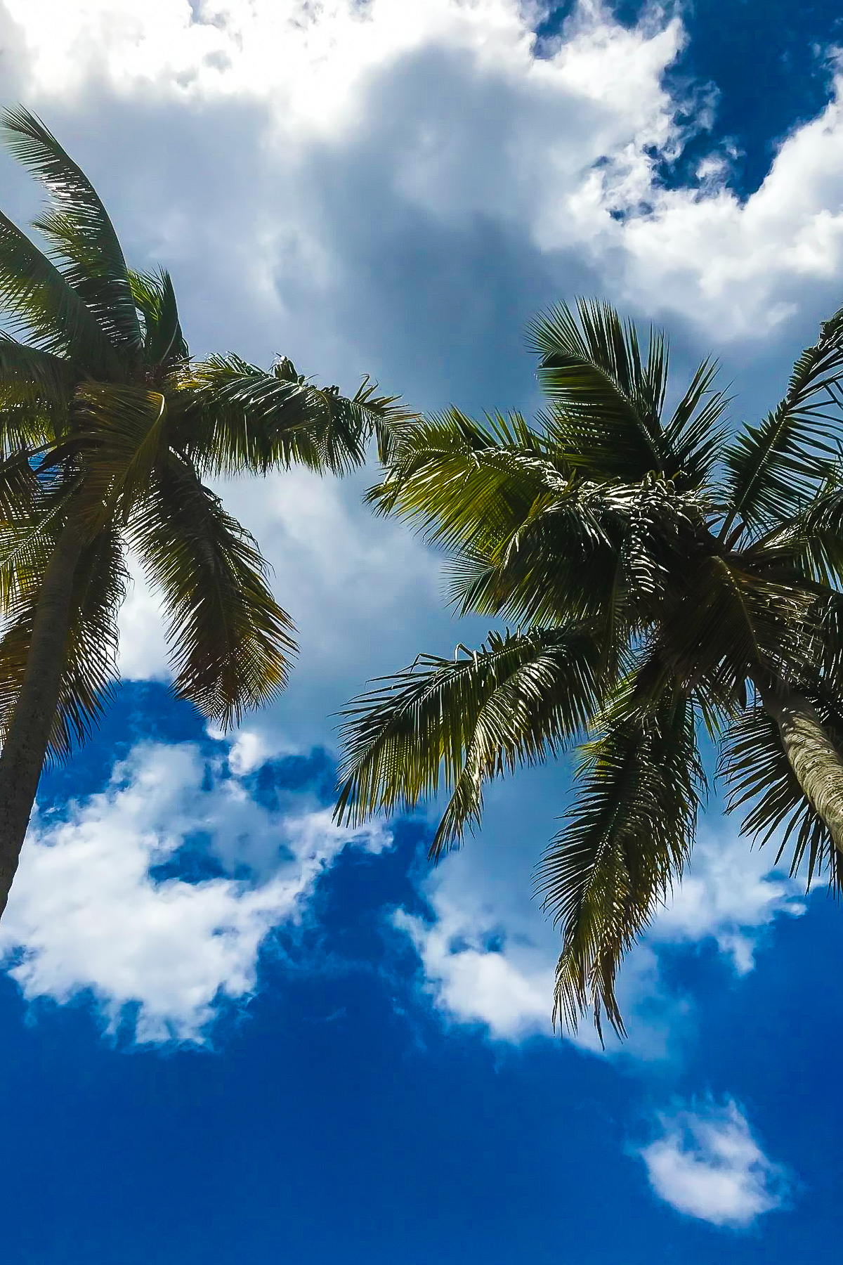 palm tree canopy against a clear blue sky in San Juan, Puerto Rico.