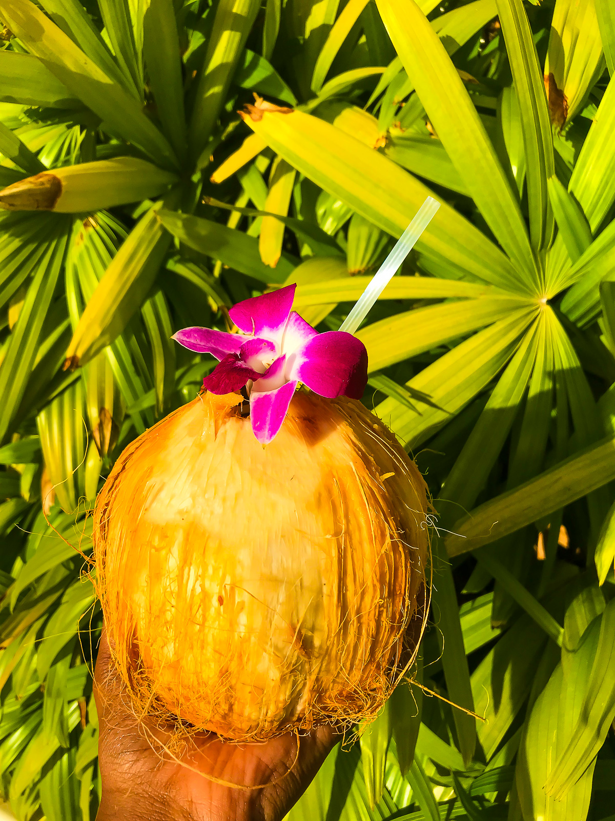 brown hand holding fresh coconut filled with coconut water and garnished with an orchid and a straw from Oahu beachfront restaurant.