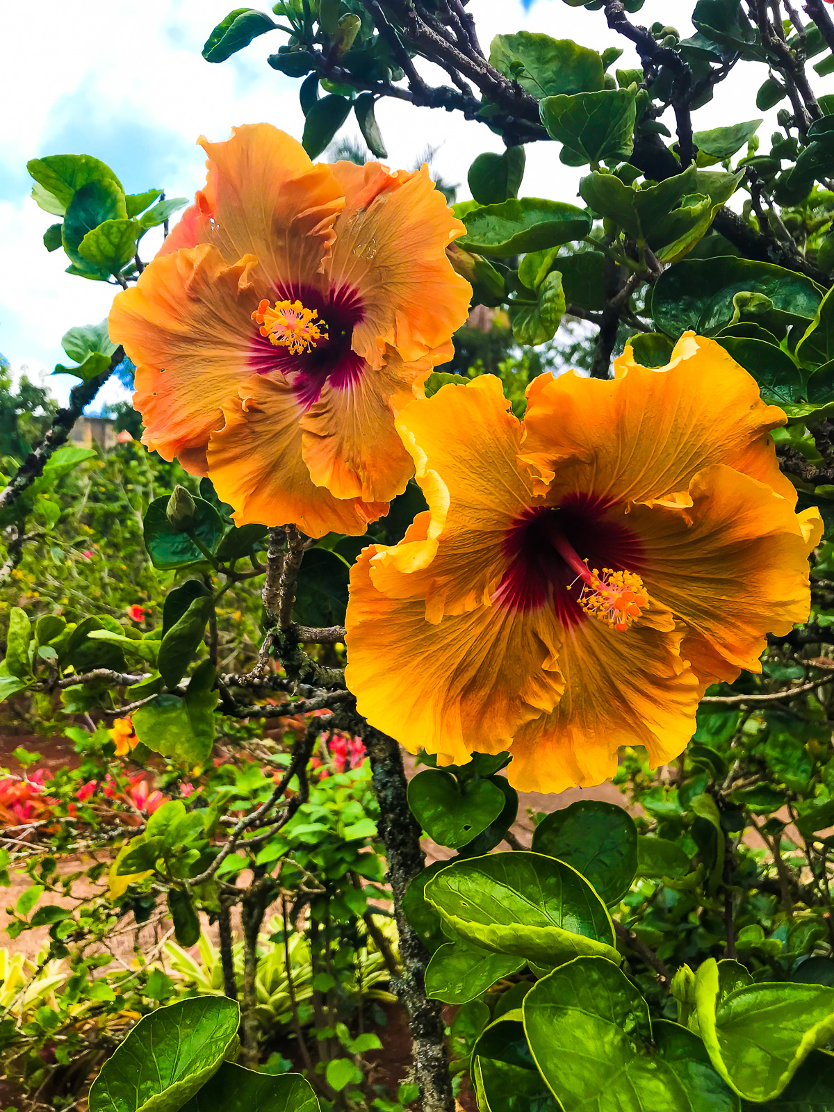 yellow hibiscus flowers in the garden at Dole Plantation on Oahu's North Shore.