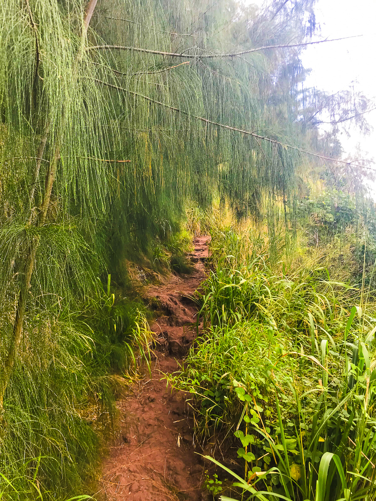 shaded rocky, clay path up the Waianae mountains on Oahu, HI.
