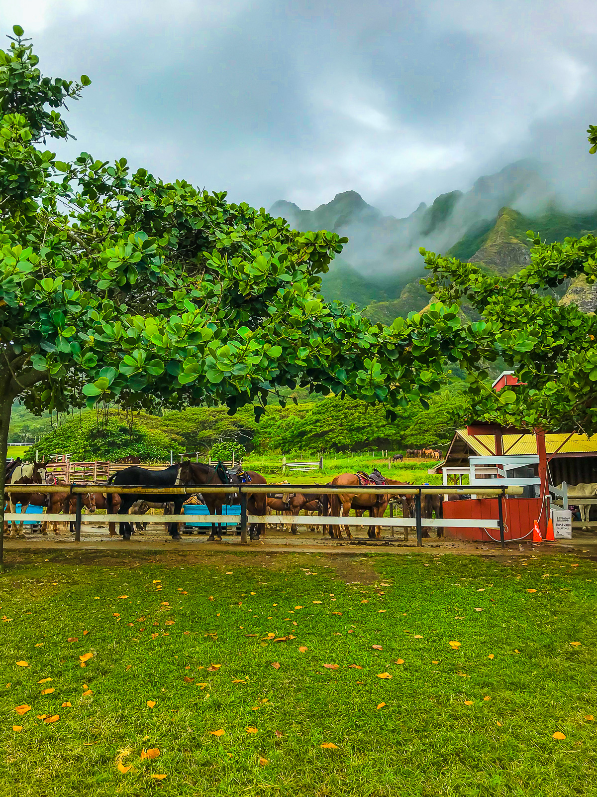 horses grazing near their stable at Kualoa Ranch with a backdrop of misty green volcanic mountains.