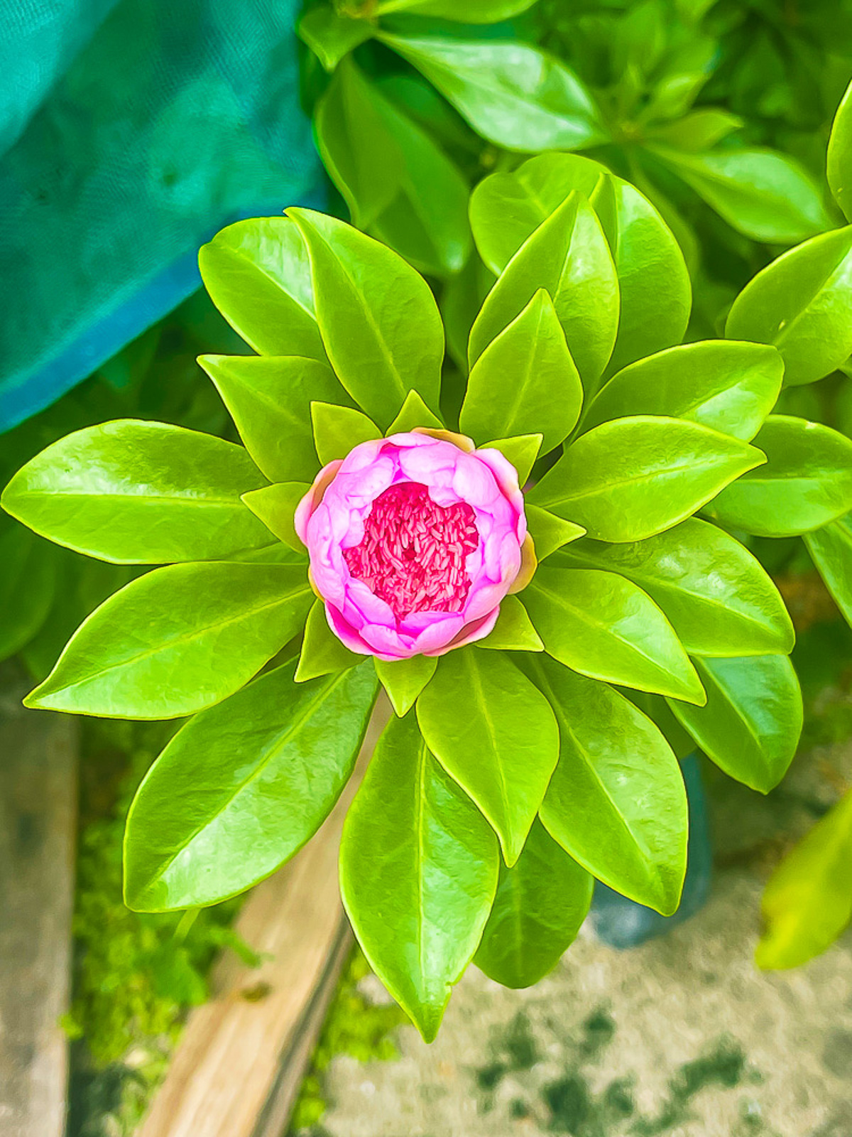 bright pink flower called flor de Saona blooming in a Dominican garden.