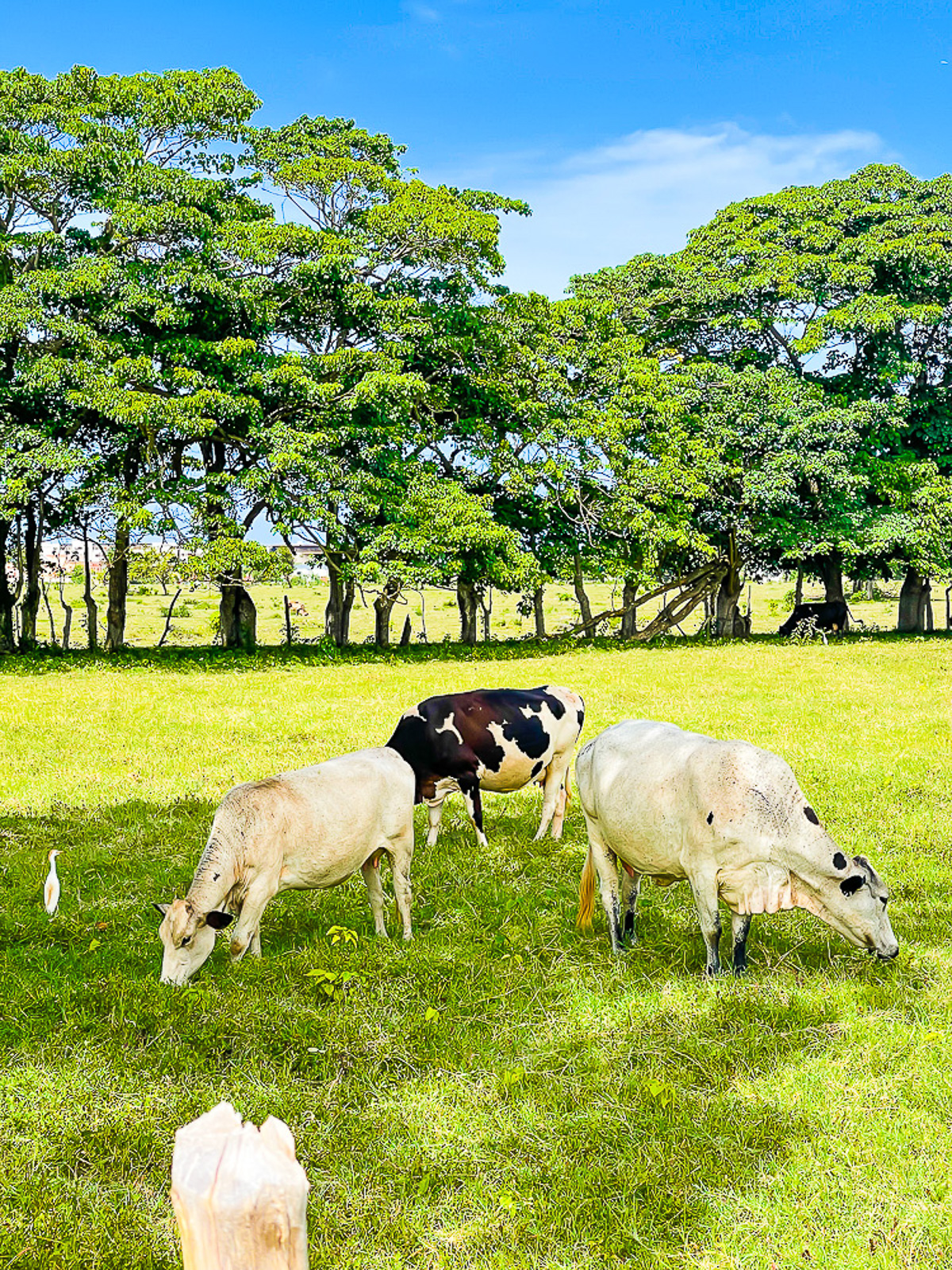 cows grazing in field near Macao Beach in the Dominican Republic.