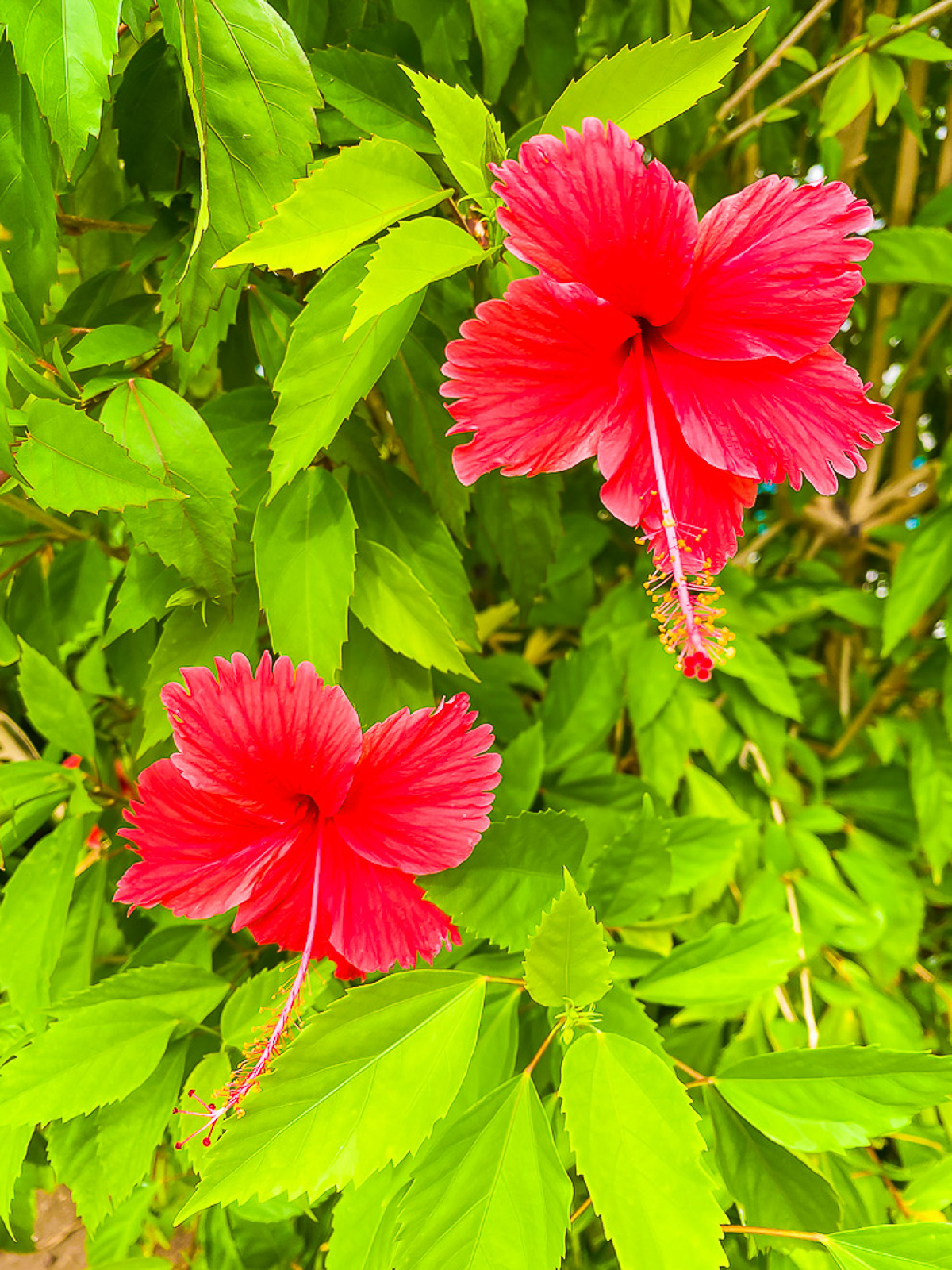 bright red hibiscus flowers at a resort in Punta Cana, DR.