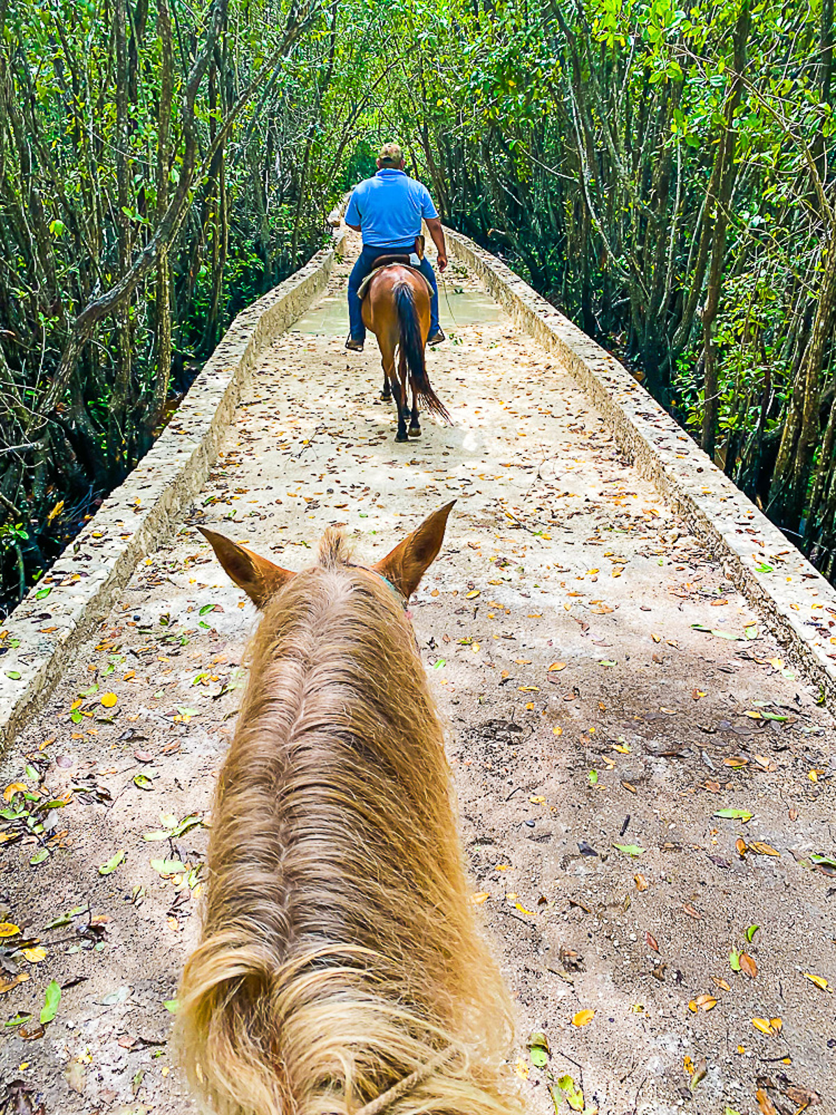 horseback riding with guide through jungle in Cozumel, Mexico.