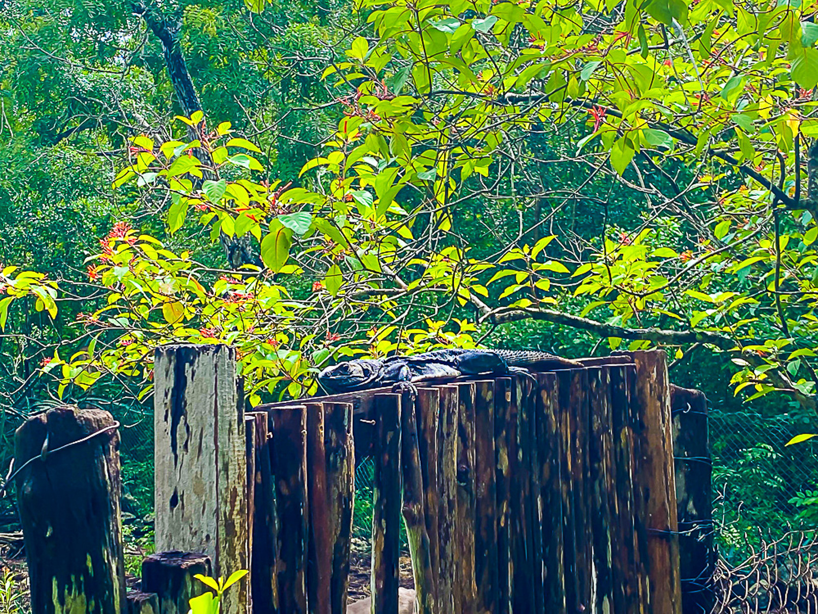 iguana laying on post in Mexican jungle.