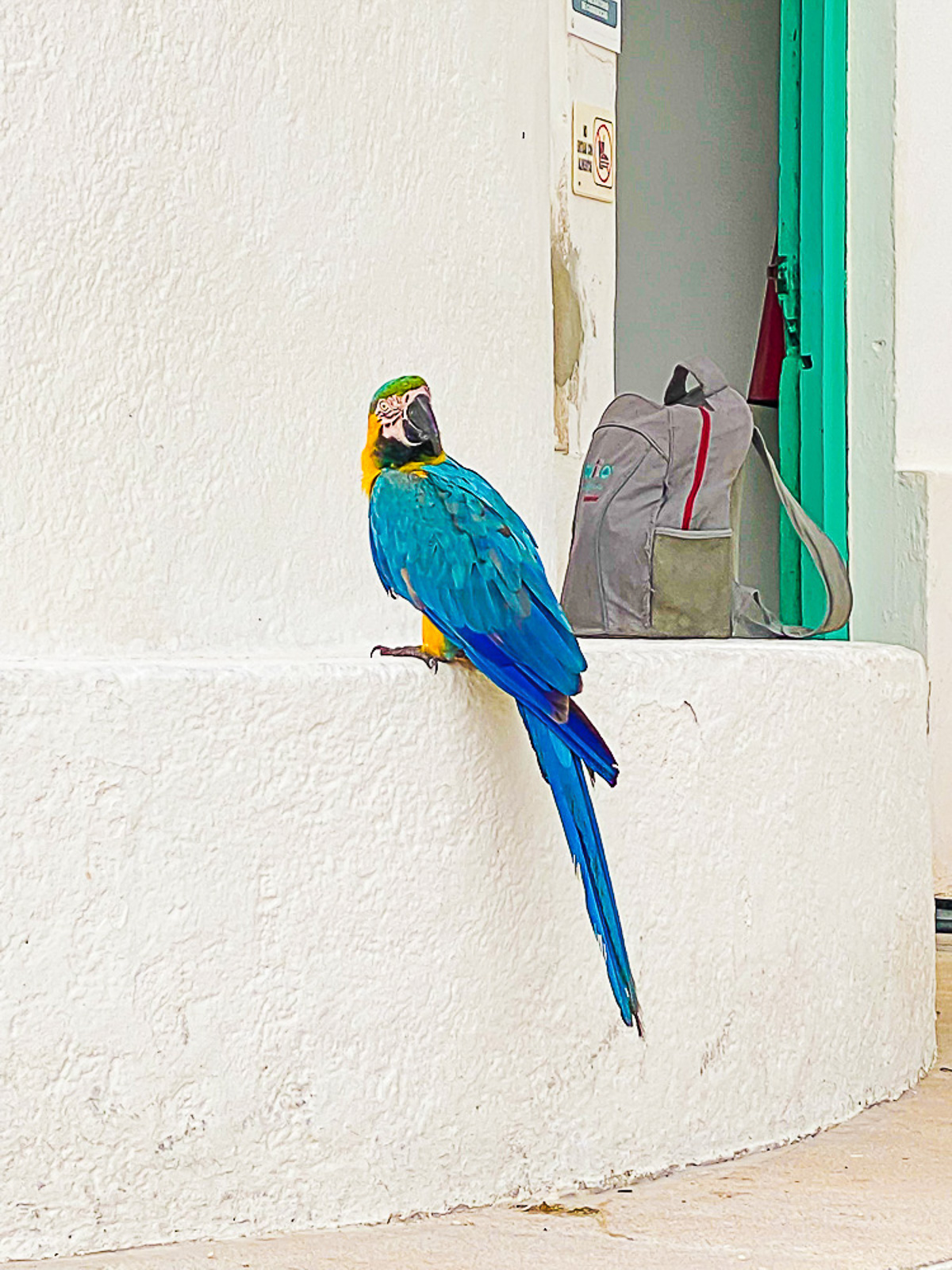 blue, yellow, and green feathered parrot outside Cozumel's Punta Sur lighthouse.