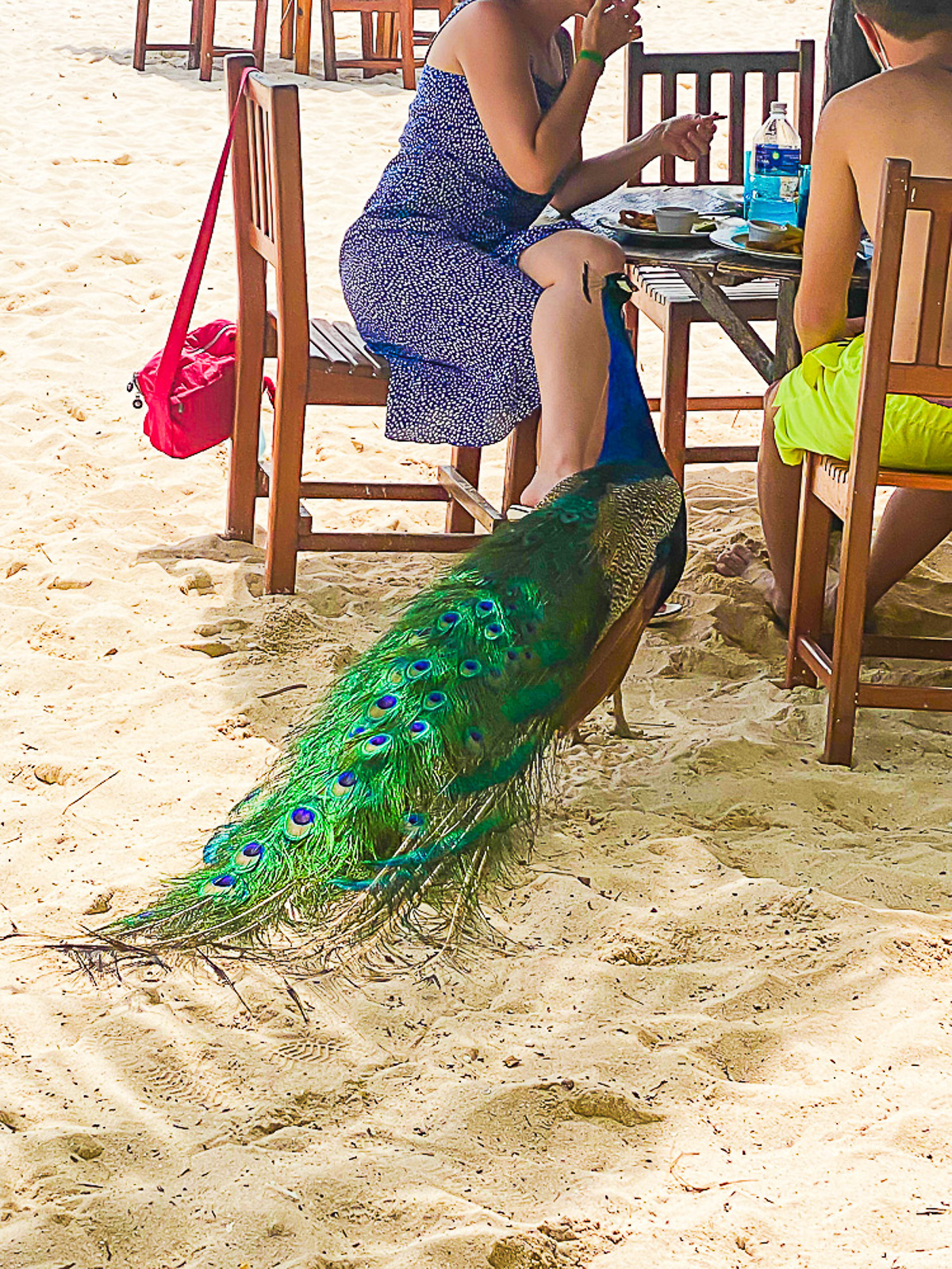 male peacock in the sand at Playa Palancar beach restaurant.