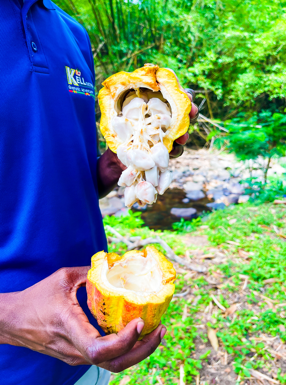 Kell the Tour Guide holding freshly-cracked cocoa pod near Black Bay Beach in Grenada, West Indies.