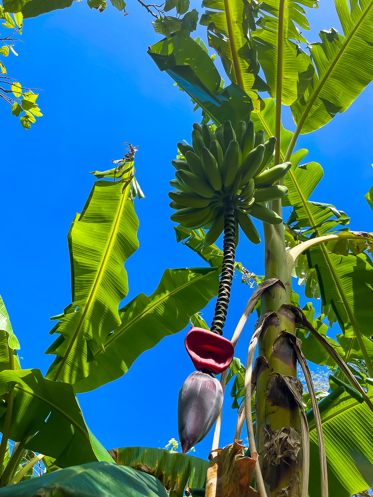 fruiting banana tree lining the path down to Black Bay Beach.