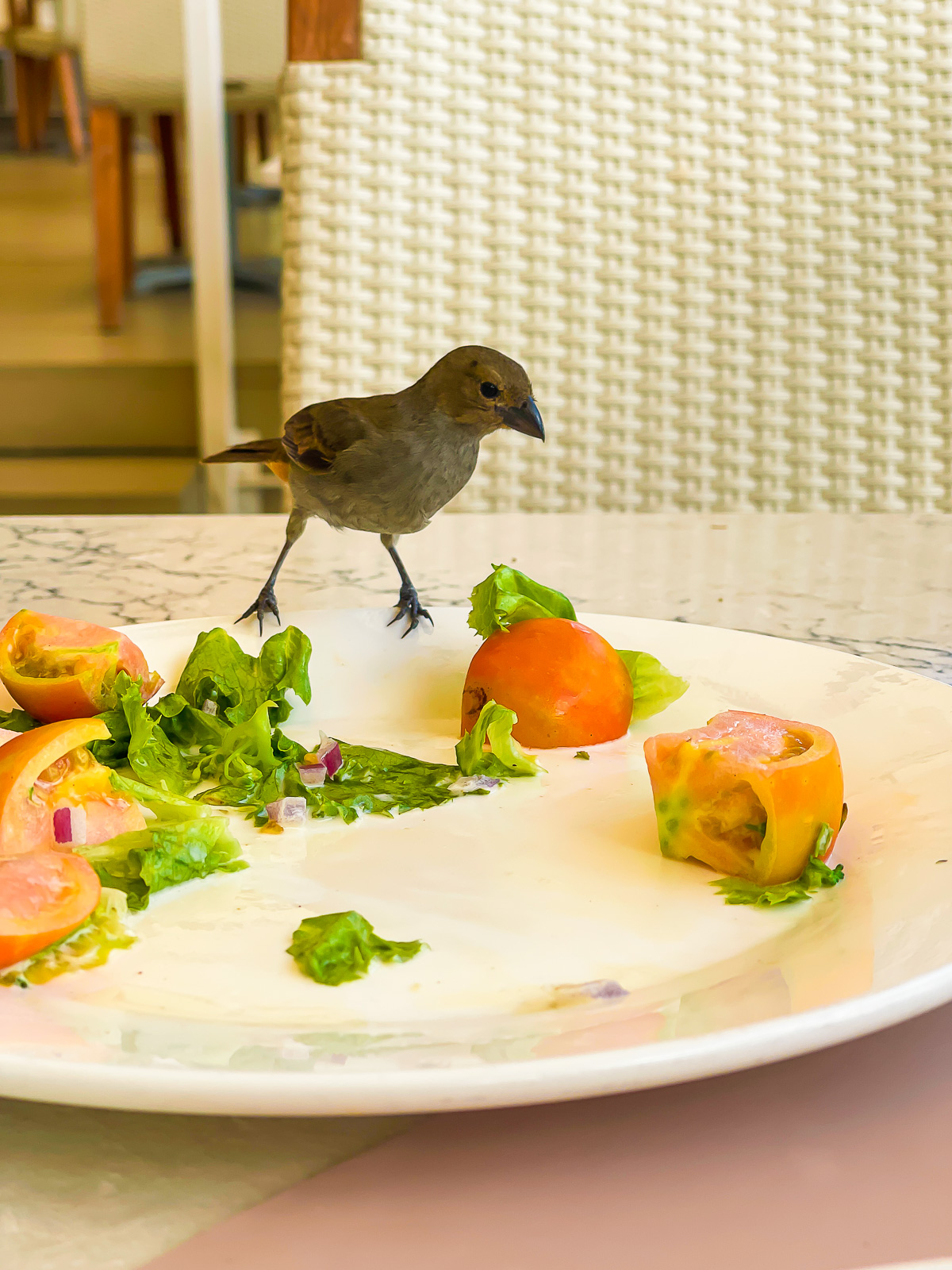 small gray bird pecking at a plate of leftover tomato salad on restaurant table in Grenada.