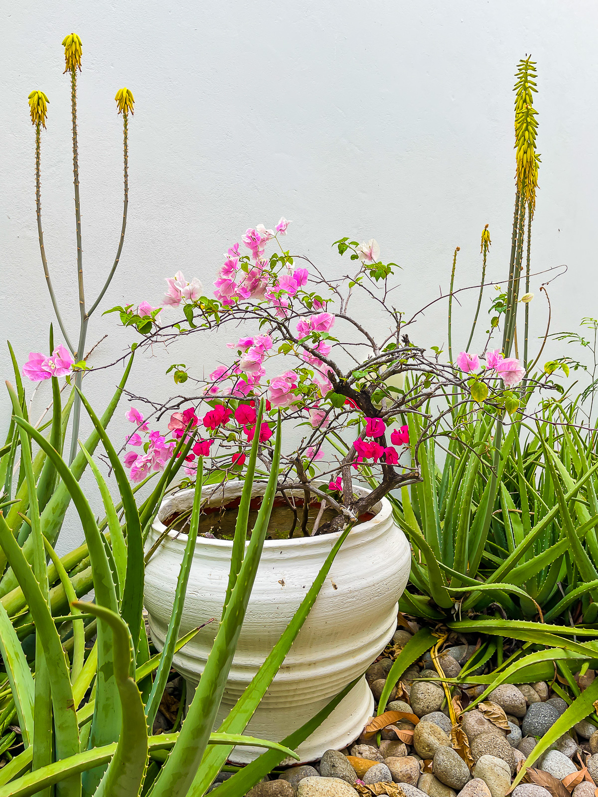 aloe vera and pink and yellow flowers growing on the grounds of a Grenada hotel.