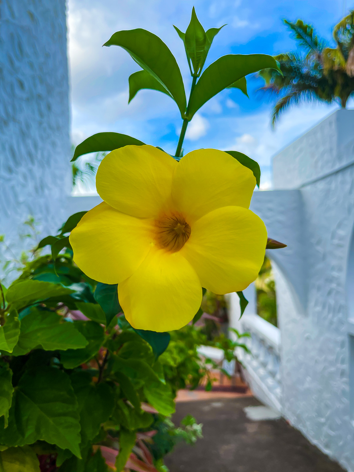 bright yellow flower blooming at a Grand Anse Beach resort.