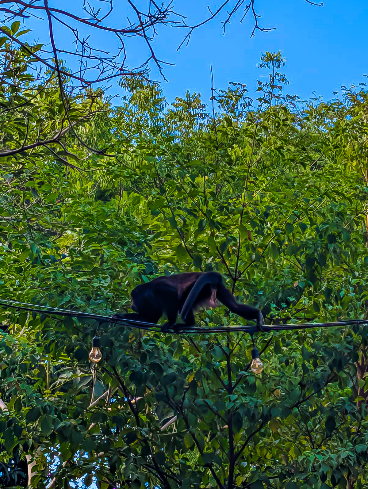 black male monkey crawling along a sagging string of lights in the tree canopy above a food truck park in Tamarindo, Costa Rica.